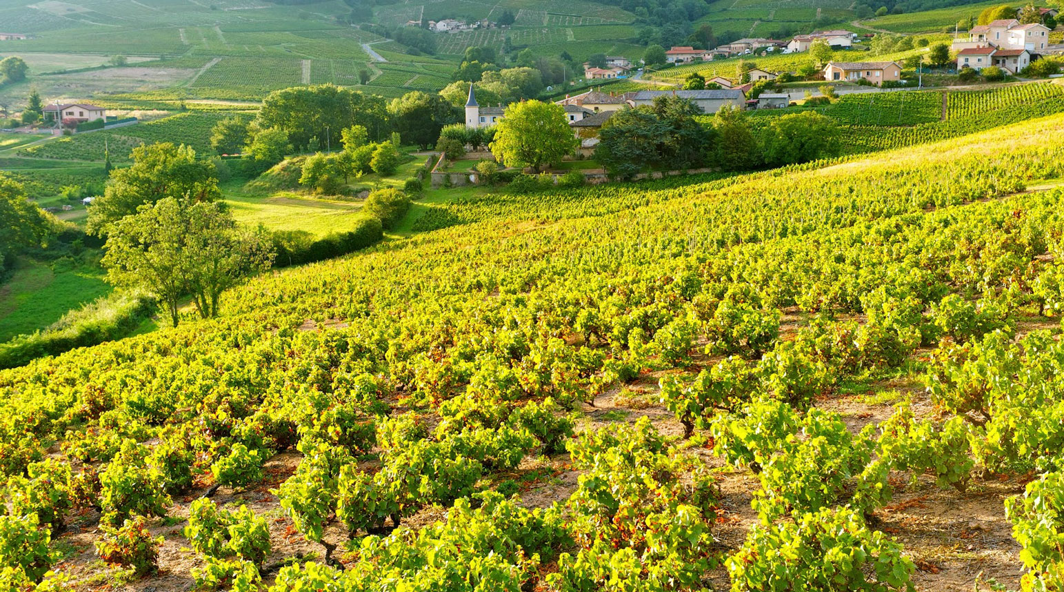 Beaujolais